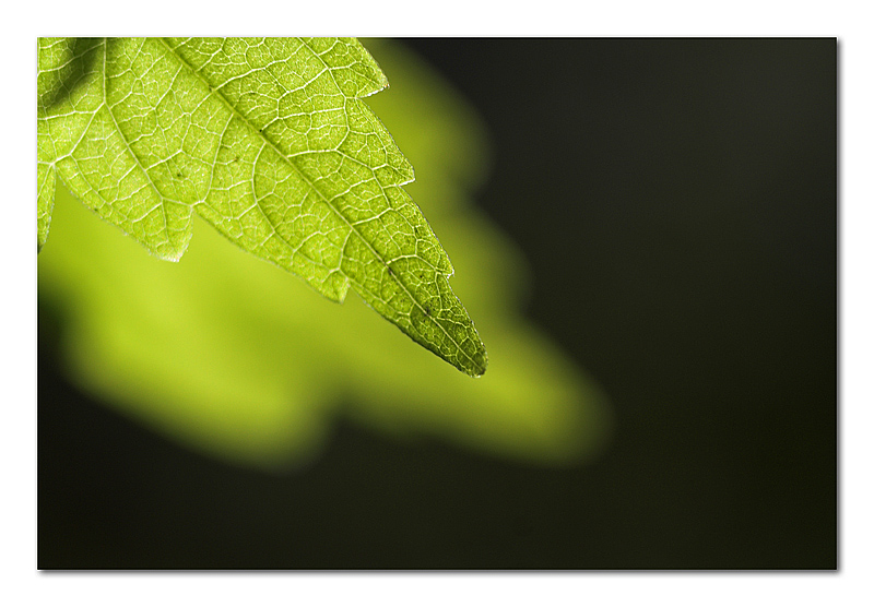 L'anima della foglia