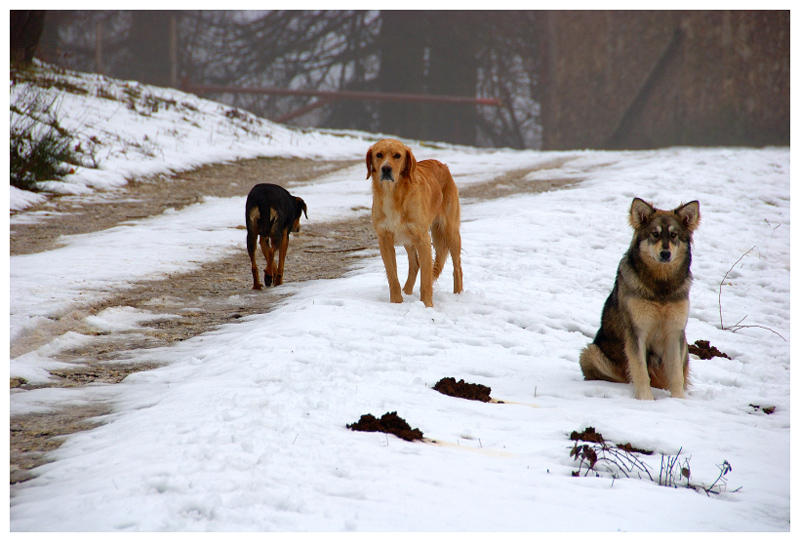 Arriva la neve.......