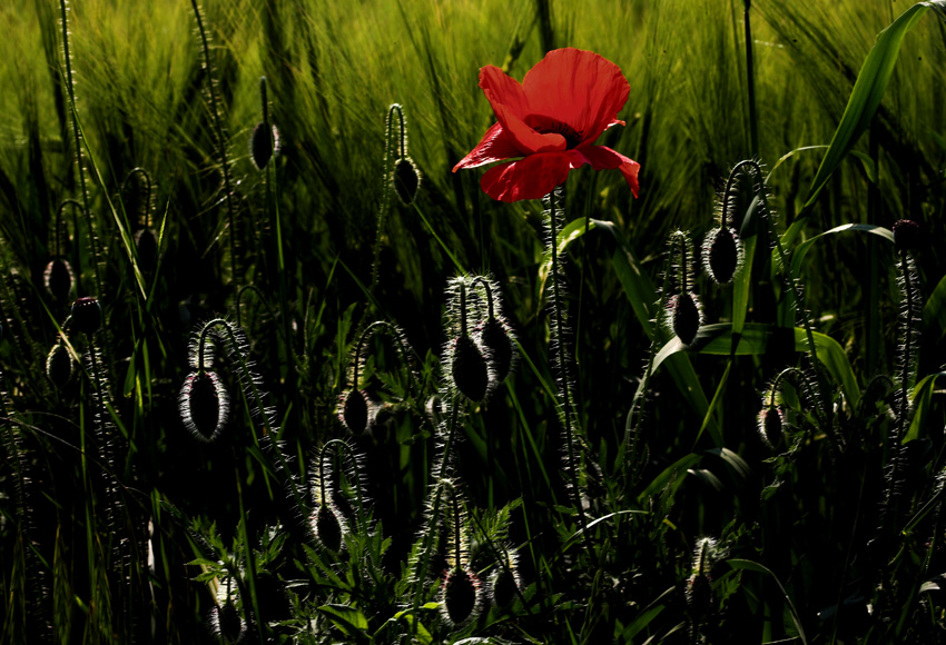 papavero in controluce