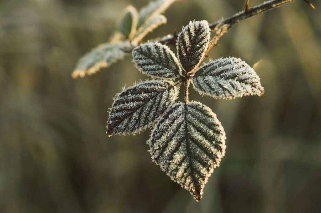 il freddo mantiene giovani!