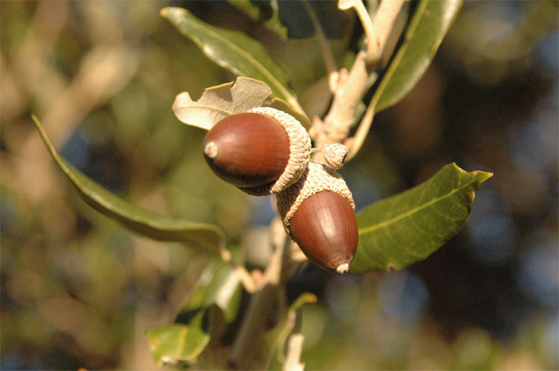 Frutto d'inverno 2...