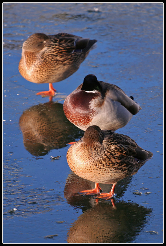 Al riparo dal freddo...