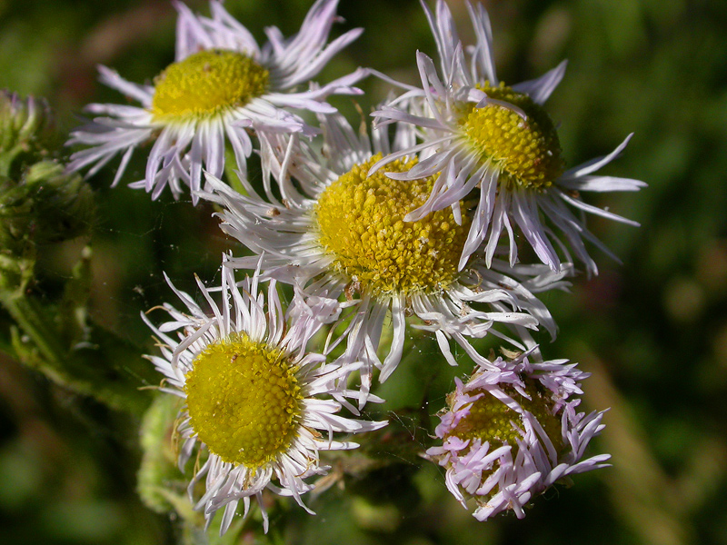 quel mazzolin di fiori......