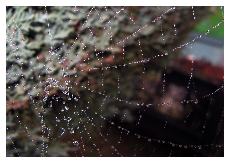 Ragnatela di perle#2