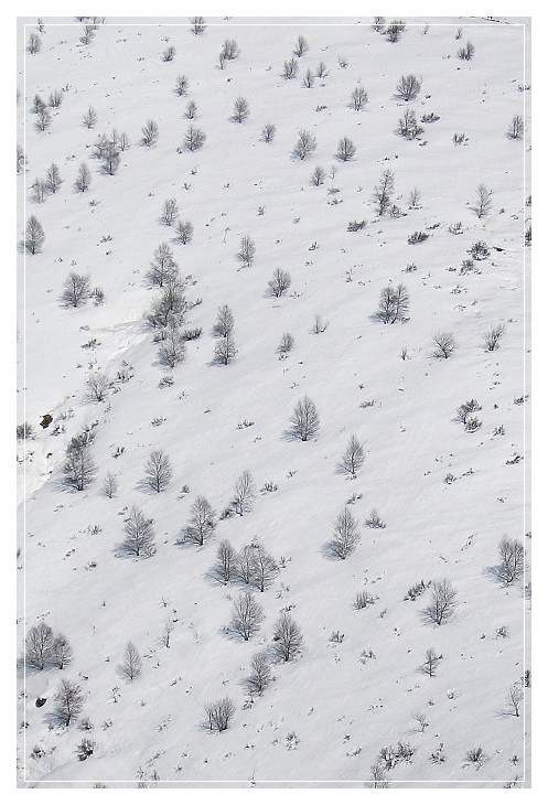 I semi si sparsero nel vento...