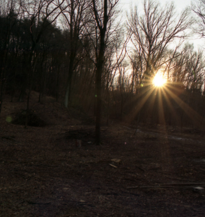 Nascosto tra gli alberi