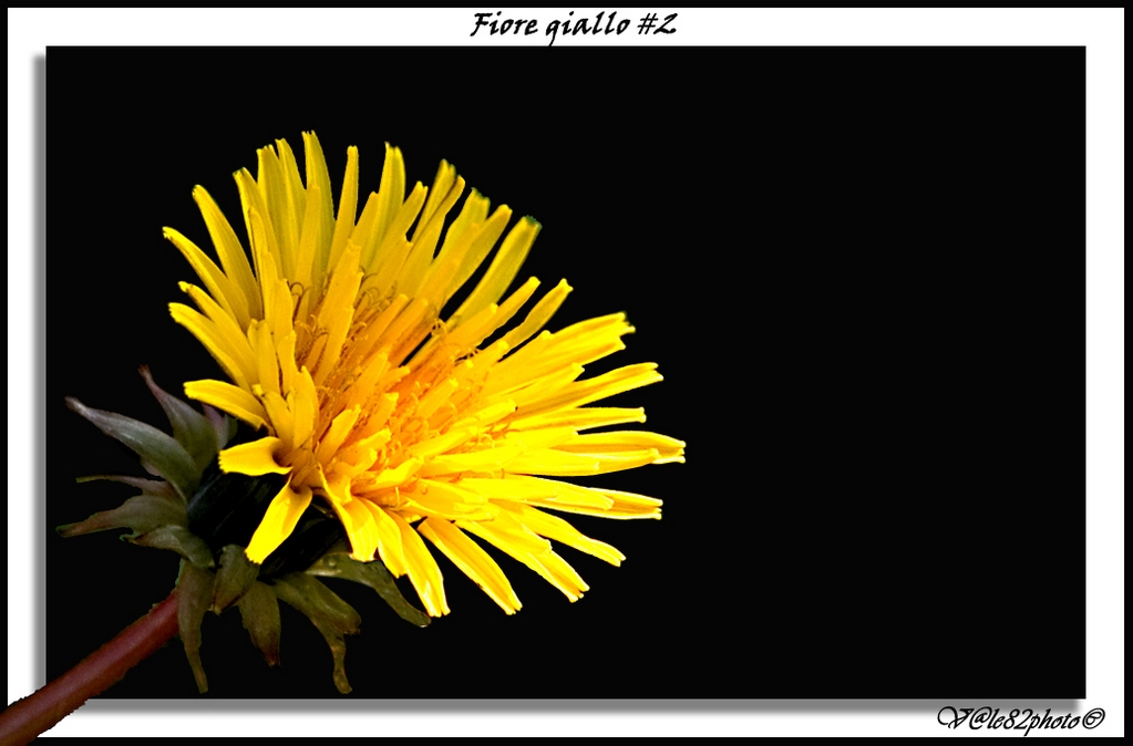 Fiore giallo #2