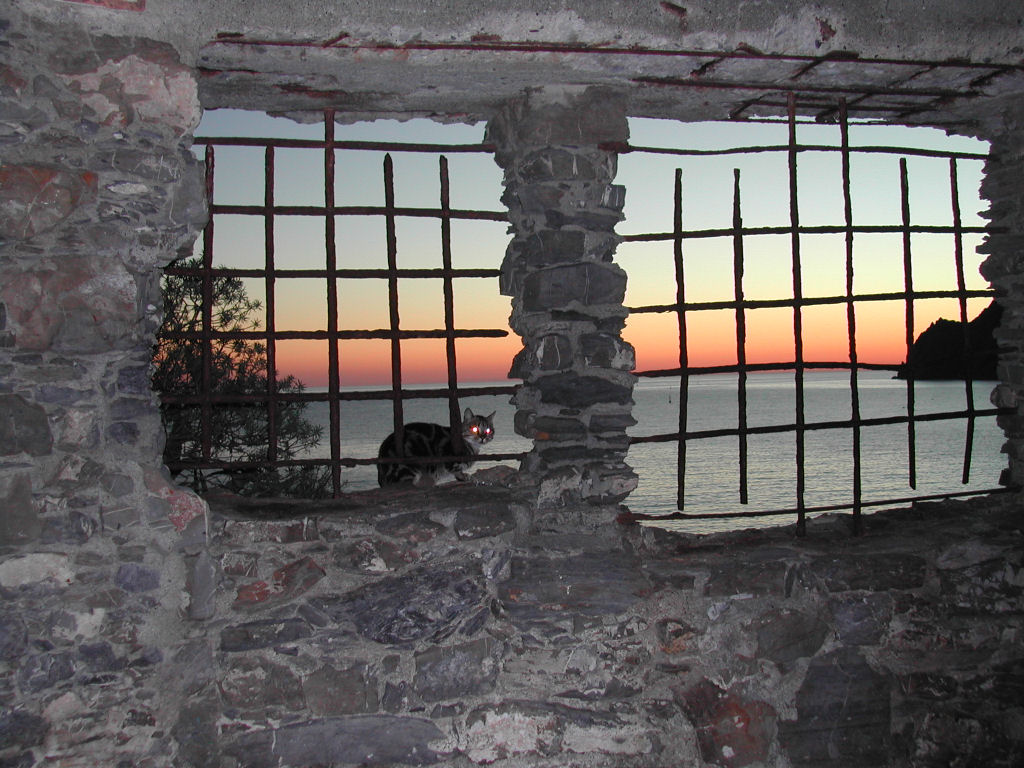 Il tramonto del gatto