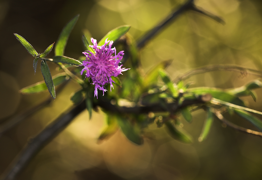 a Gloria, la mia luce.