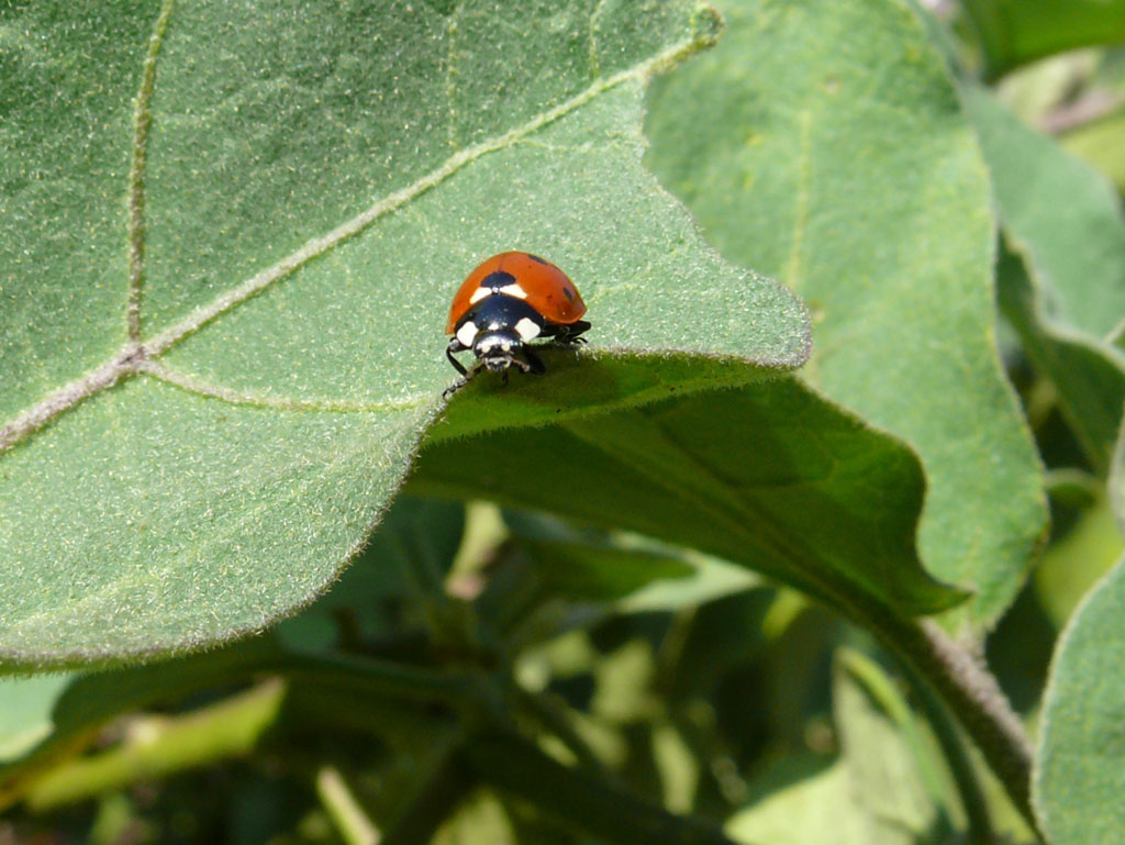Coccinella in campagna