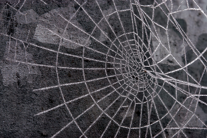 Ragnatela con brina