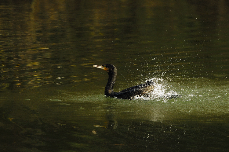 Cormorano