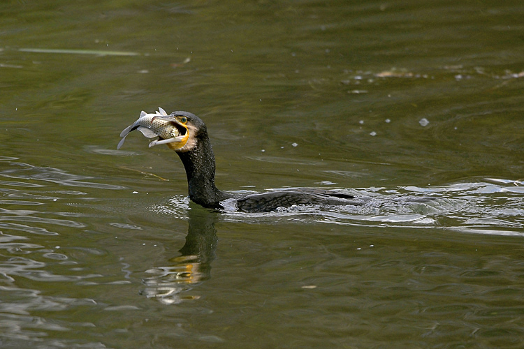 cormorano a pesca