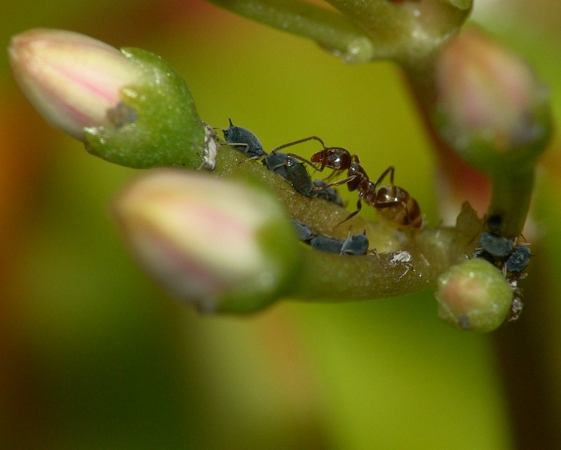 Pastorizia 2 - la mungitura