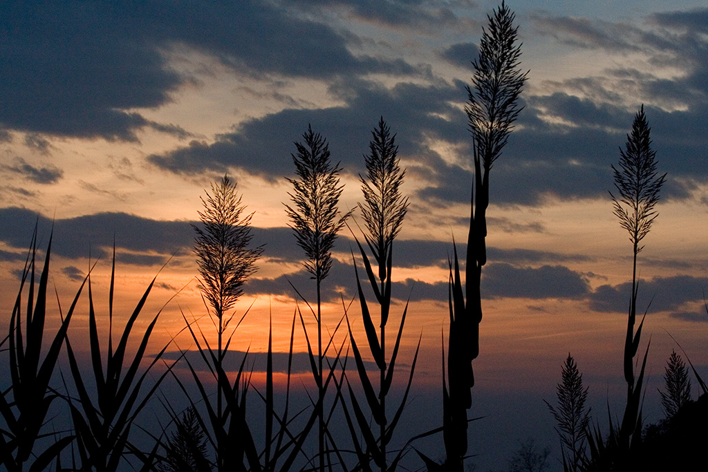 El tram�nt e la spiga
