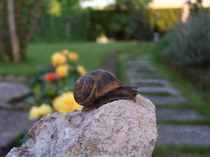 elogio della lentezza