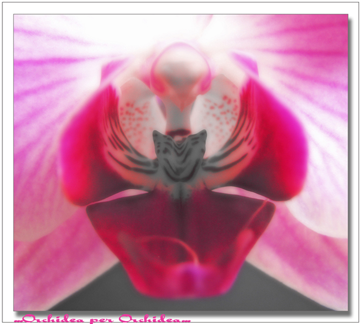 ...orchidea...per orchidea...