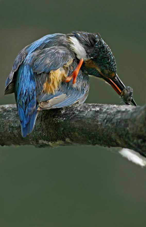 Renzo-Un'altro Martin