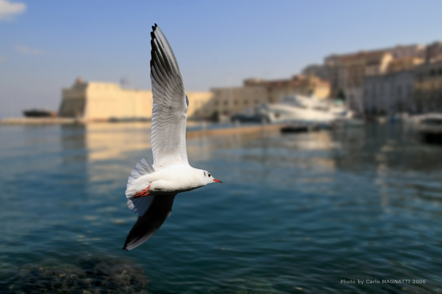 Gabbiano III a Gaeta