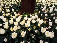Tulipani