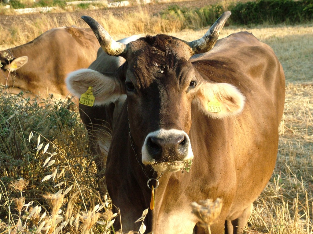 mucca