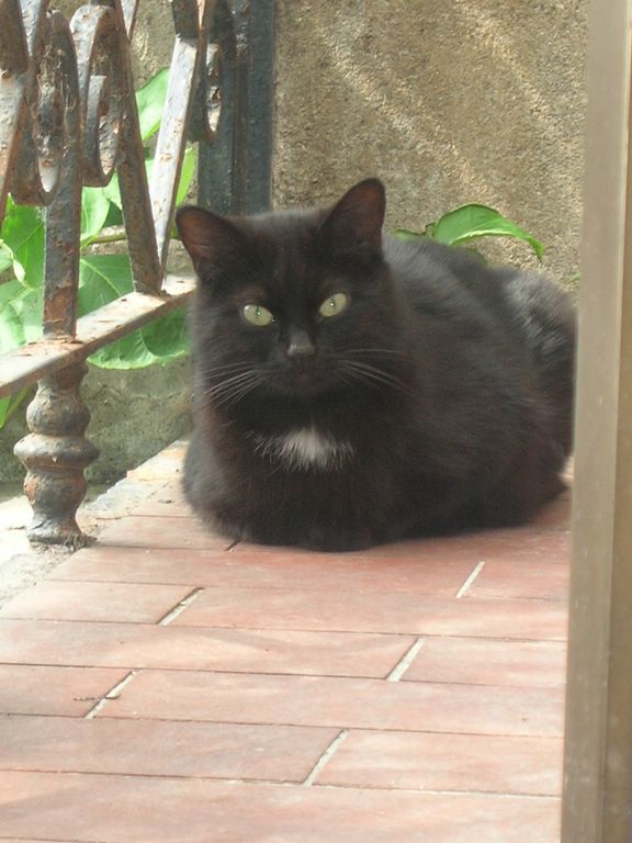gatto nero