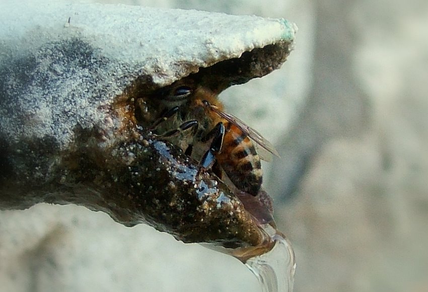 Ape assetata (a LucianoLibe)