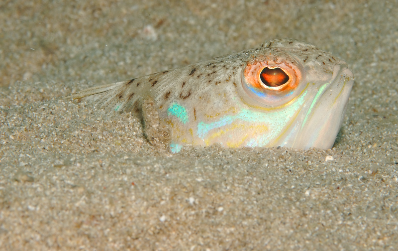 Bellezza molto velenosa