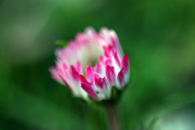 Verde, bianco e viola.