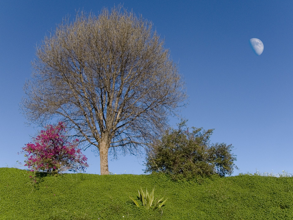 .: .04 il Lungo Mattino Della Luna :.