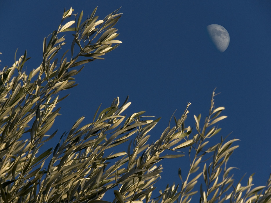 .: .03 voglio la luna :.