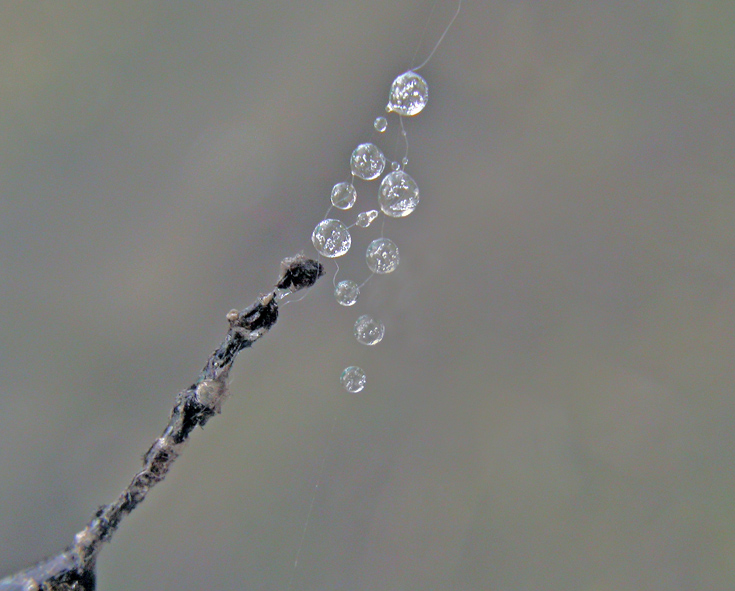 campanellino cinese...