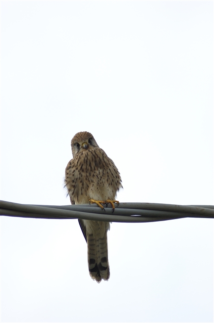 Gheppio di fine anno