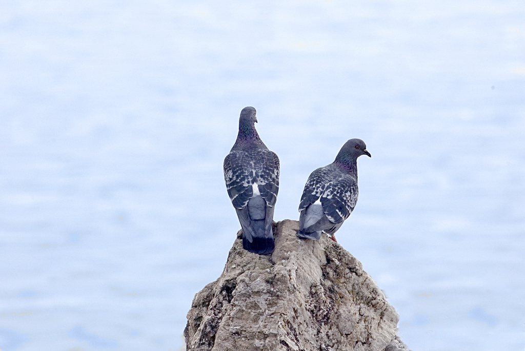 Coppia al sole sugli scogli...