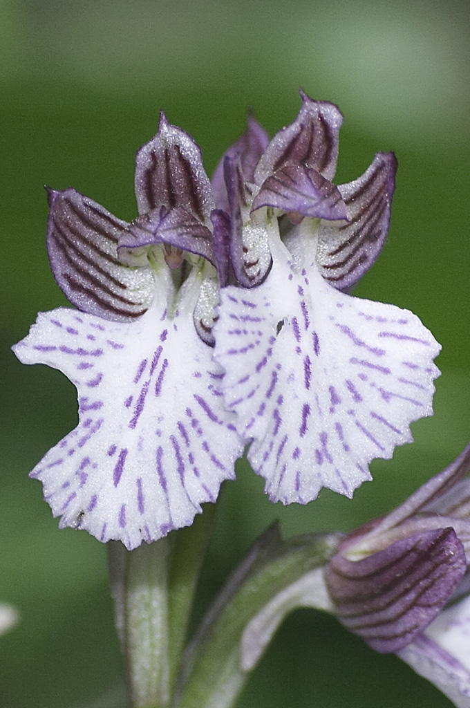 Orchidee Selvatiche