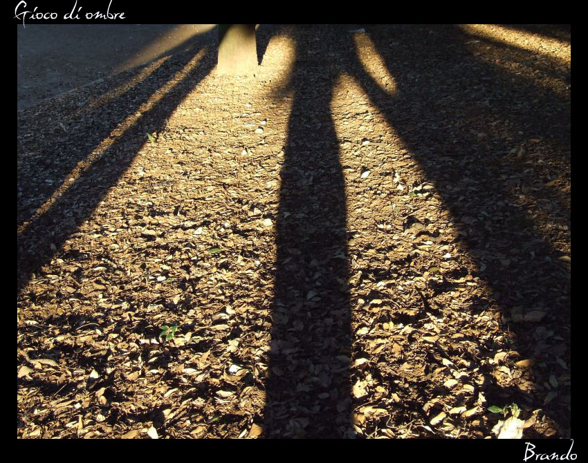 Gioco di Ombre..