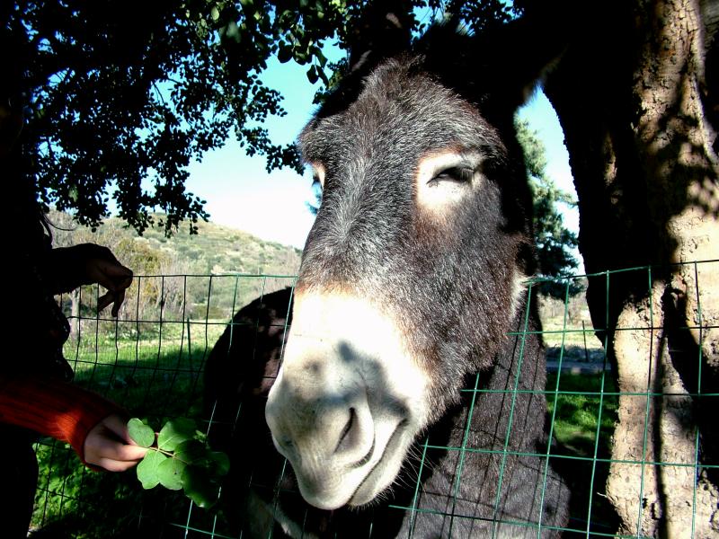 2+2 ?? b� sei proprio un asino