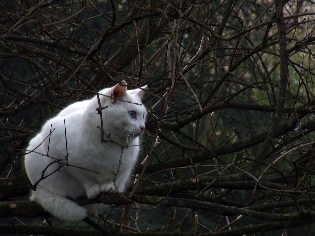 pensare di mimetizzarsi...