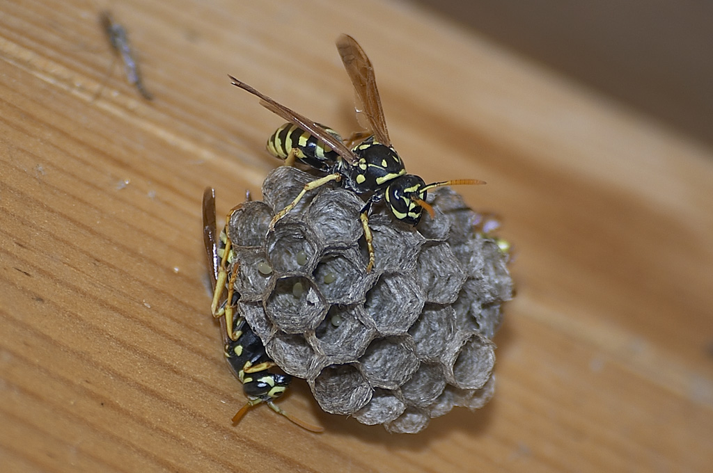 Pap� Mamma e Figli