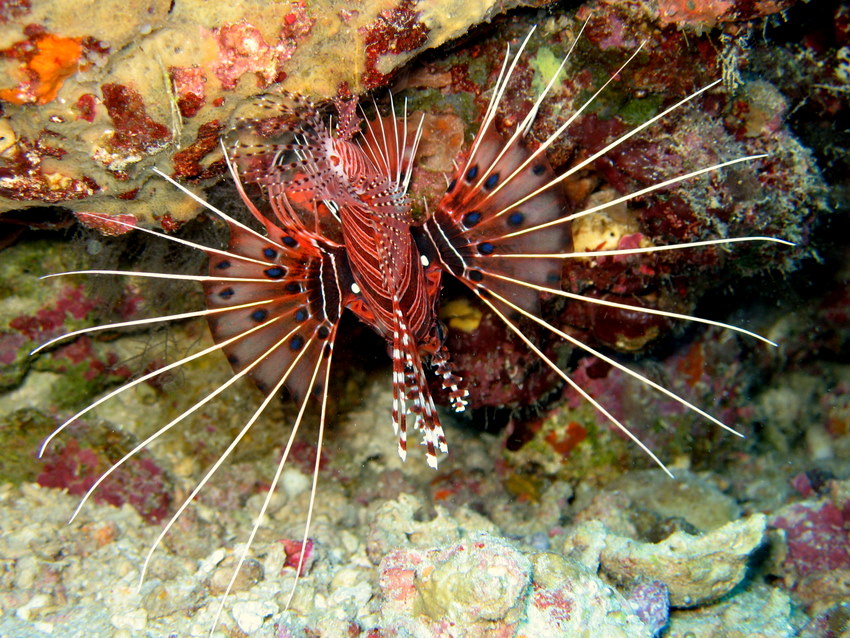 pesce scorpione