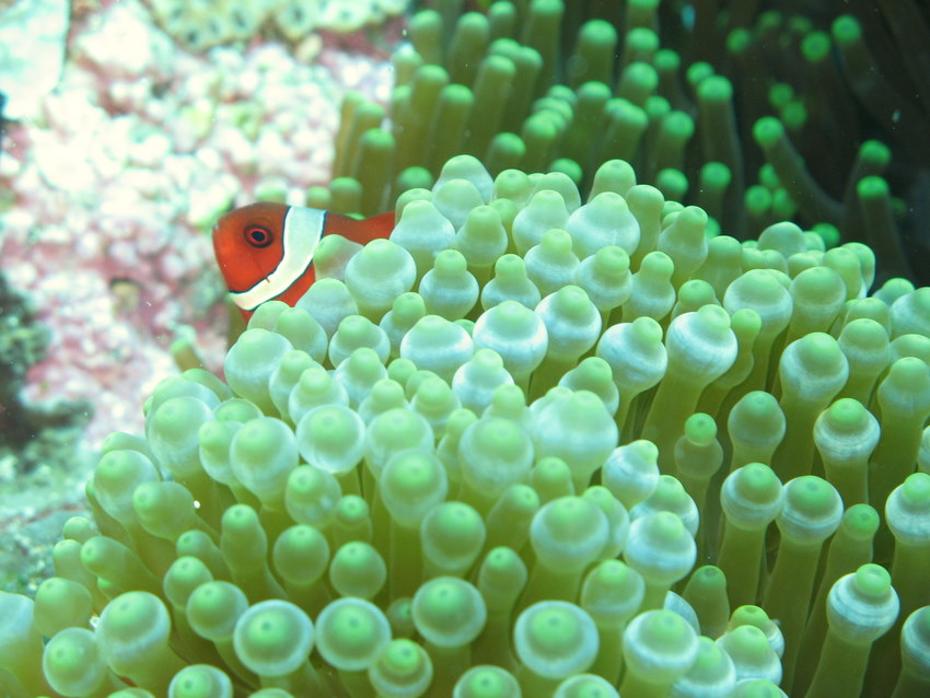 nemo