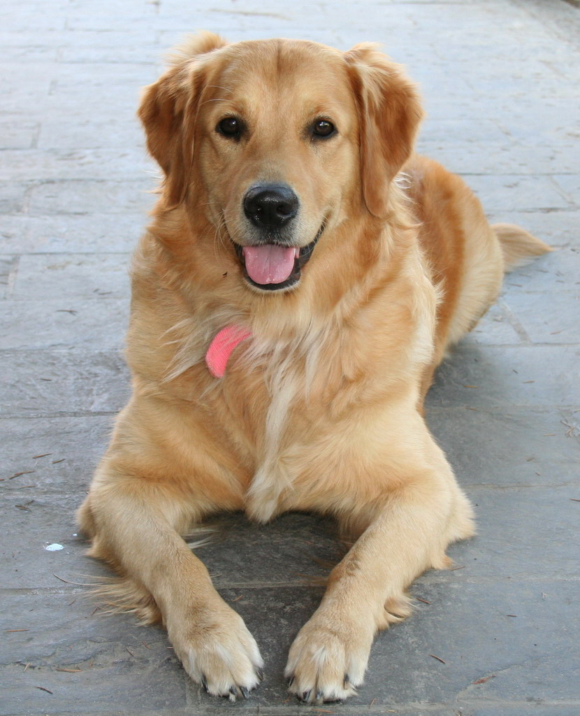 golden retriver