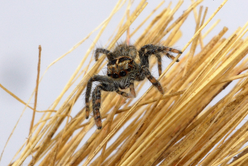 Macro con gabbia di luce autocostruita