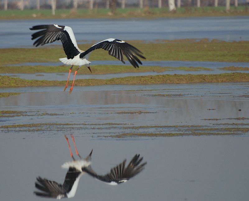 Cicogna in fase di decollo