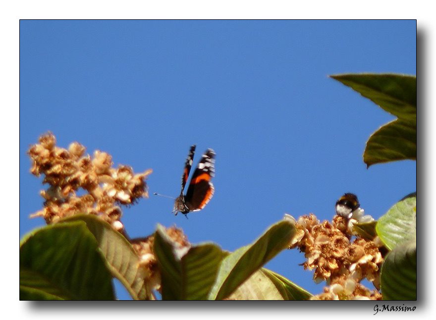 La prima farfalla del 2007