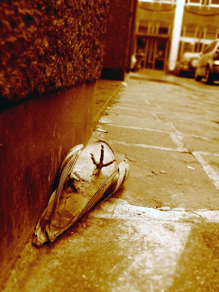 Piccione stecchito a Crema