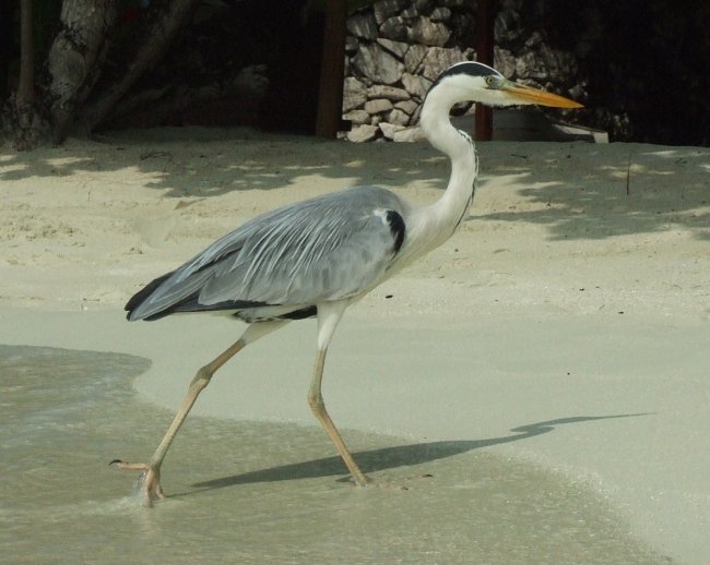 Airone sulla spiaggia