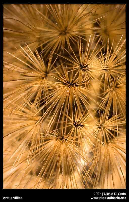 Larva di Arctia villica