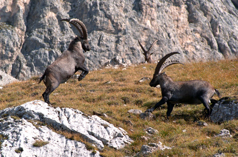 Stambecchi 1 - Alpi 2000