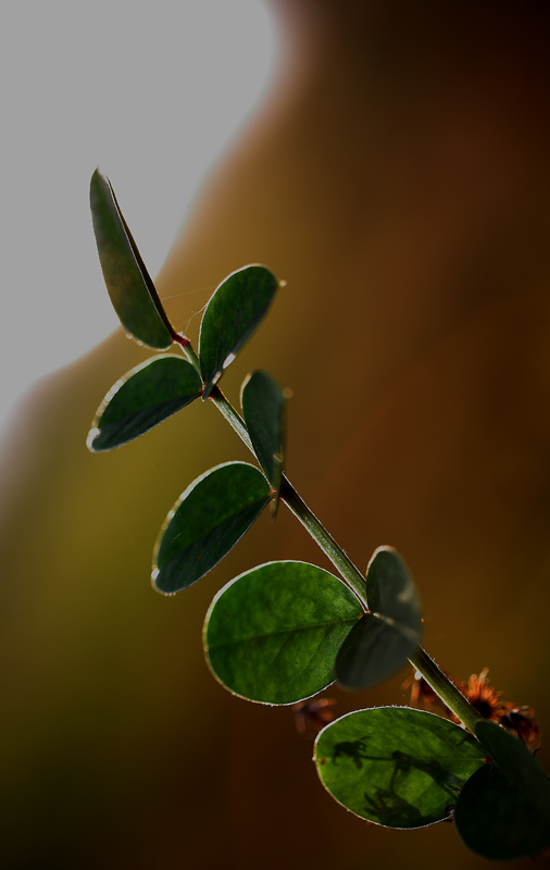 verso il sole